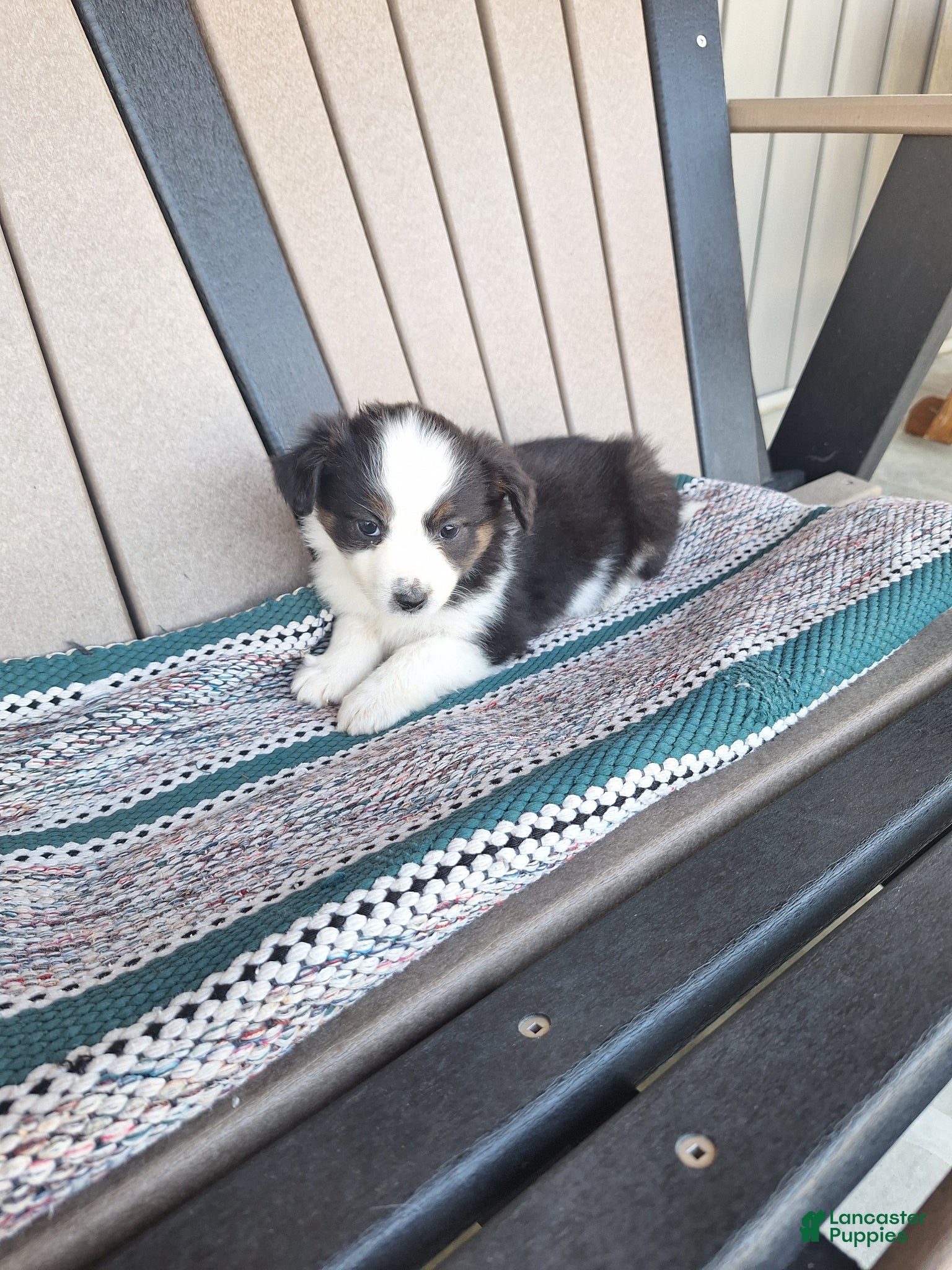 Miniature Australian Shepherd dogs Layla - Ad 42