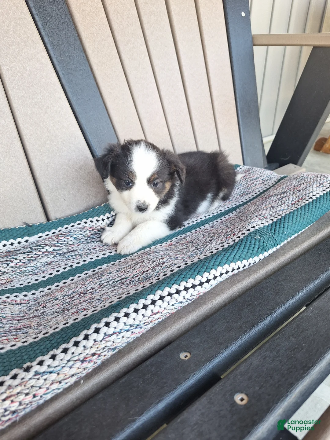 Miniature Australian Shepherd dogs for sale: Layla - Ad 1