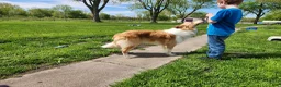 Border Collie dogs for stud: Gold/White ABCA & AKC Registered Stud - Ad 9