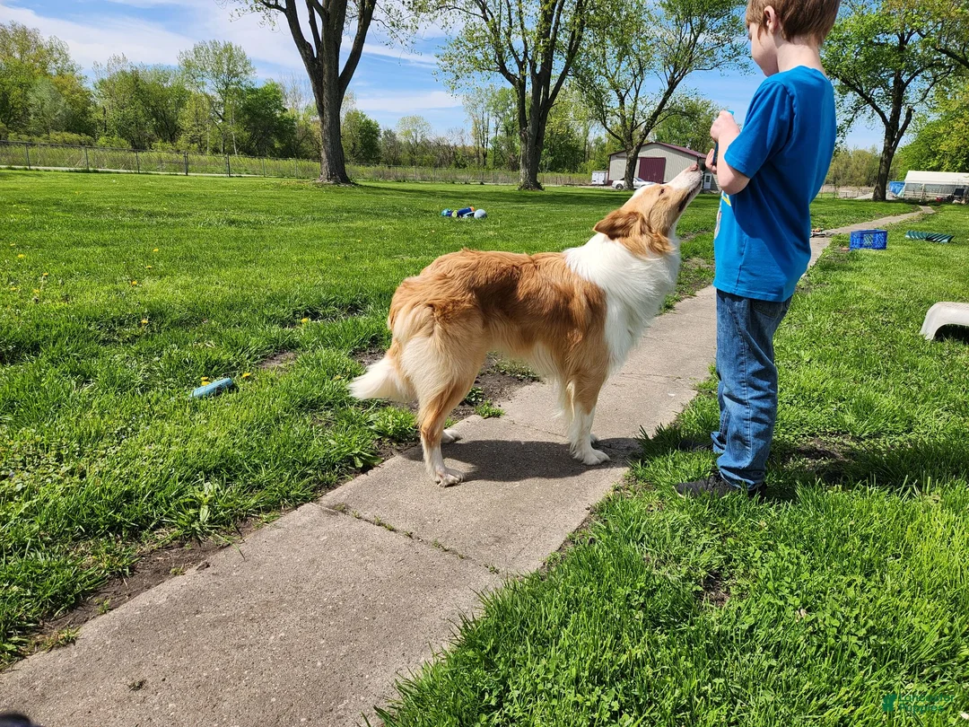 Border Collie dogs for stud: Gold/White ABCA & AKC Registered Stud - Ad 9
