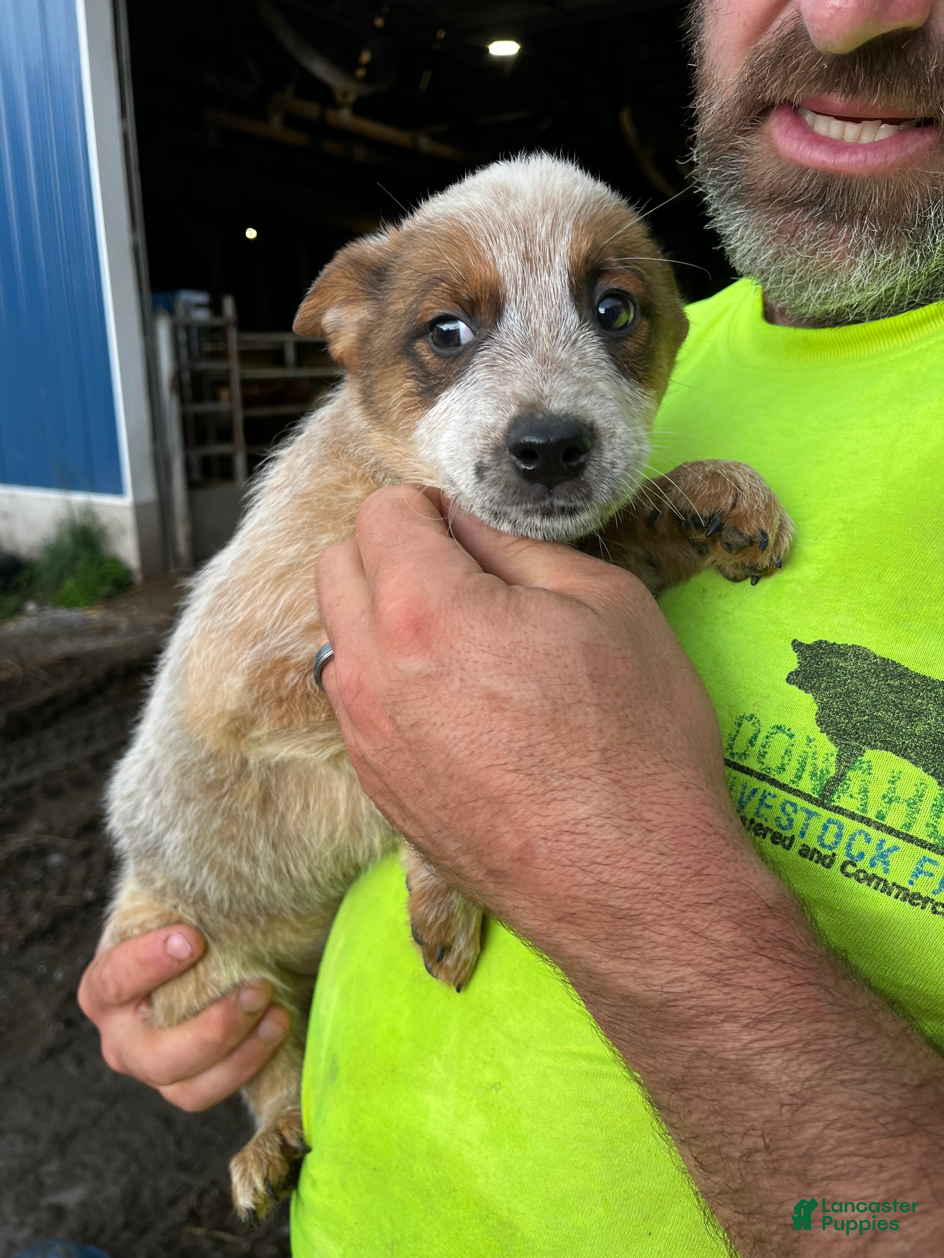 Australian Cattle Dog dogs Sally - Ad 4