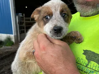 Australian Cattle Dog dogs Sally - Ad 34