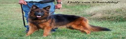 German Shepherd dogs for sale: German Shepherd female red collar - Ad 10