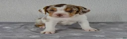 Beabull dogs for sale: Willow - Ad 7