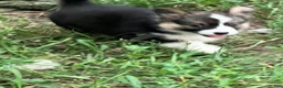 Mixed Breed dogs for sale: Lil Troy - Ad 3