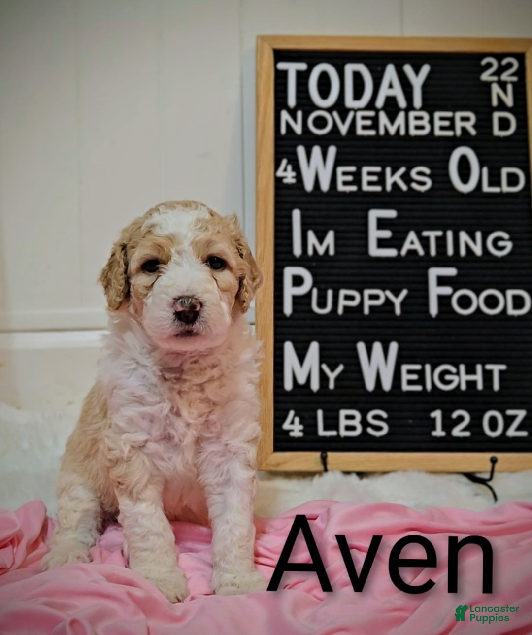 Mixed Breed dogs for sale: Aven - Ad 4