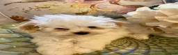 Pomapoo dogs for sale: Pomapoo 5 - Ad 9