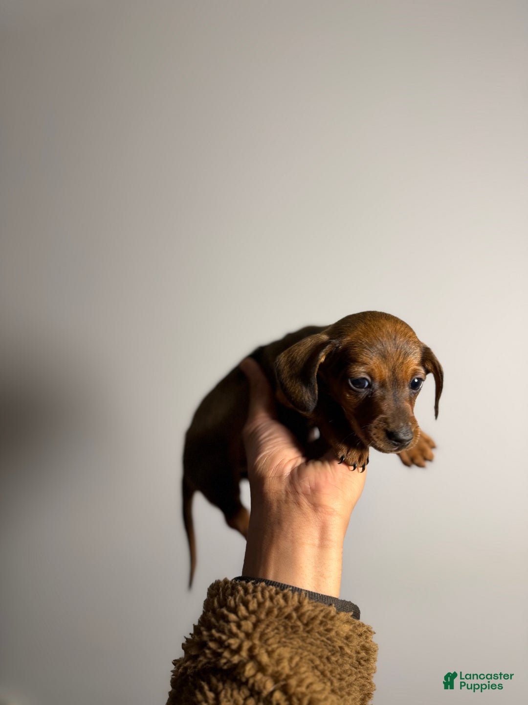 Miniature Dachshund dogs for sale: Dexter - Ad 1