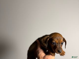 Miniature Dachshund dogs Dexter - Ad 27