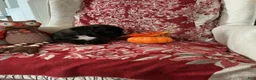 Boxer dogs for sale: Colonia - Ad 3