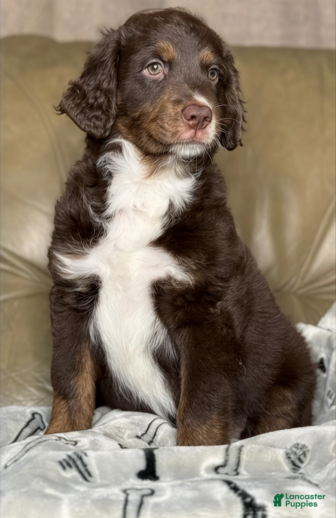 Aussiedoodle dogs for sale: Teddy - Ad 2