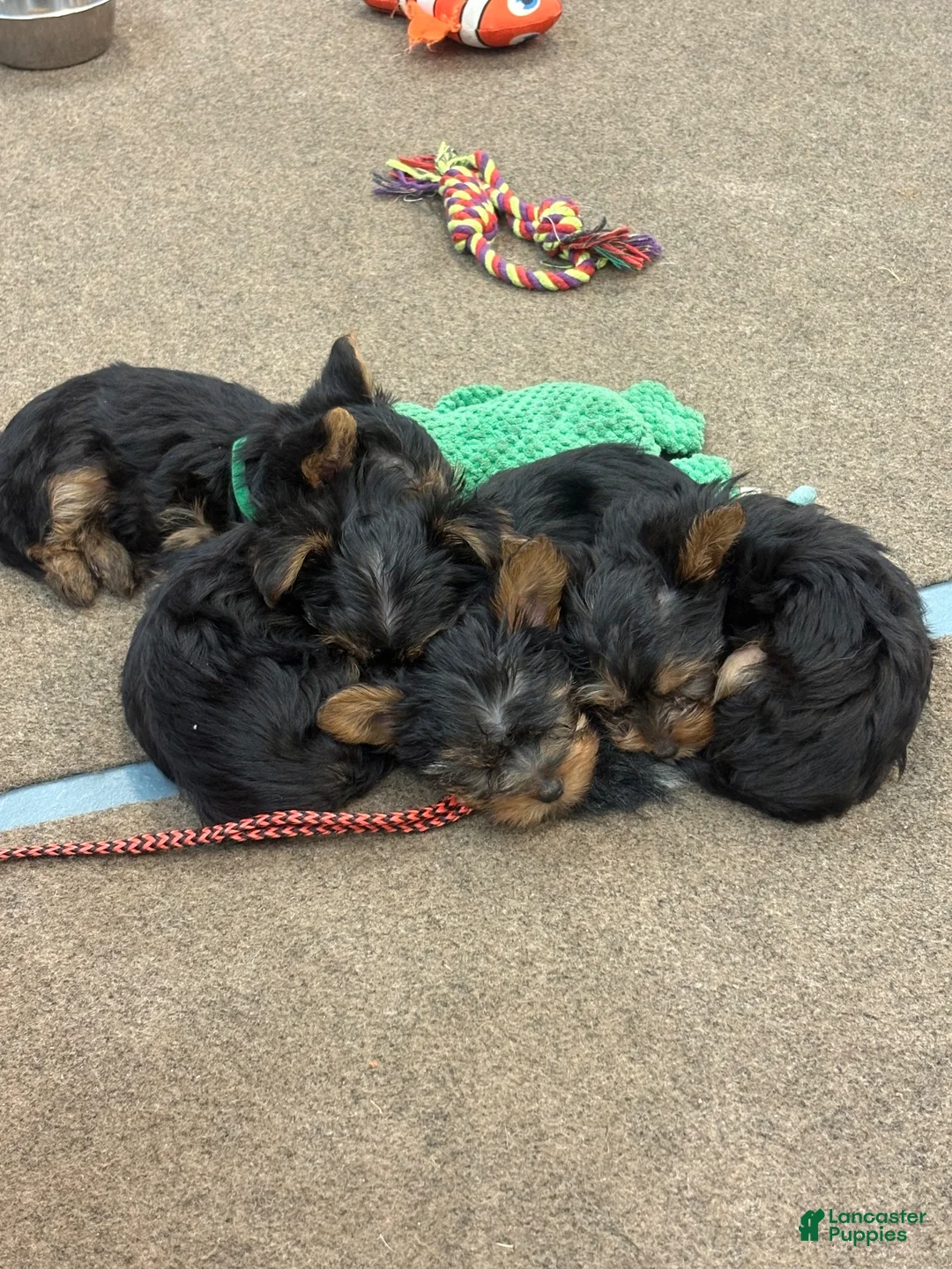 Yorkshire Terrier dogs for sale: Yorkshire Terrier 1Benny - Ad 6