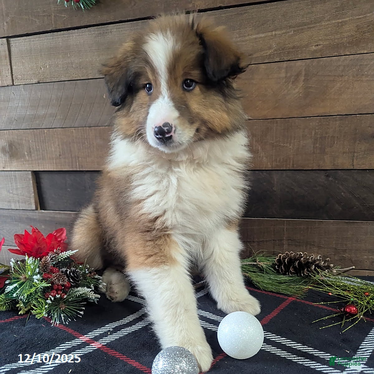 Mixed Breed dogs Benson - Ad 40