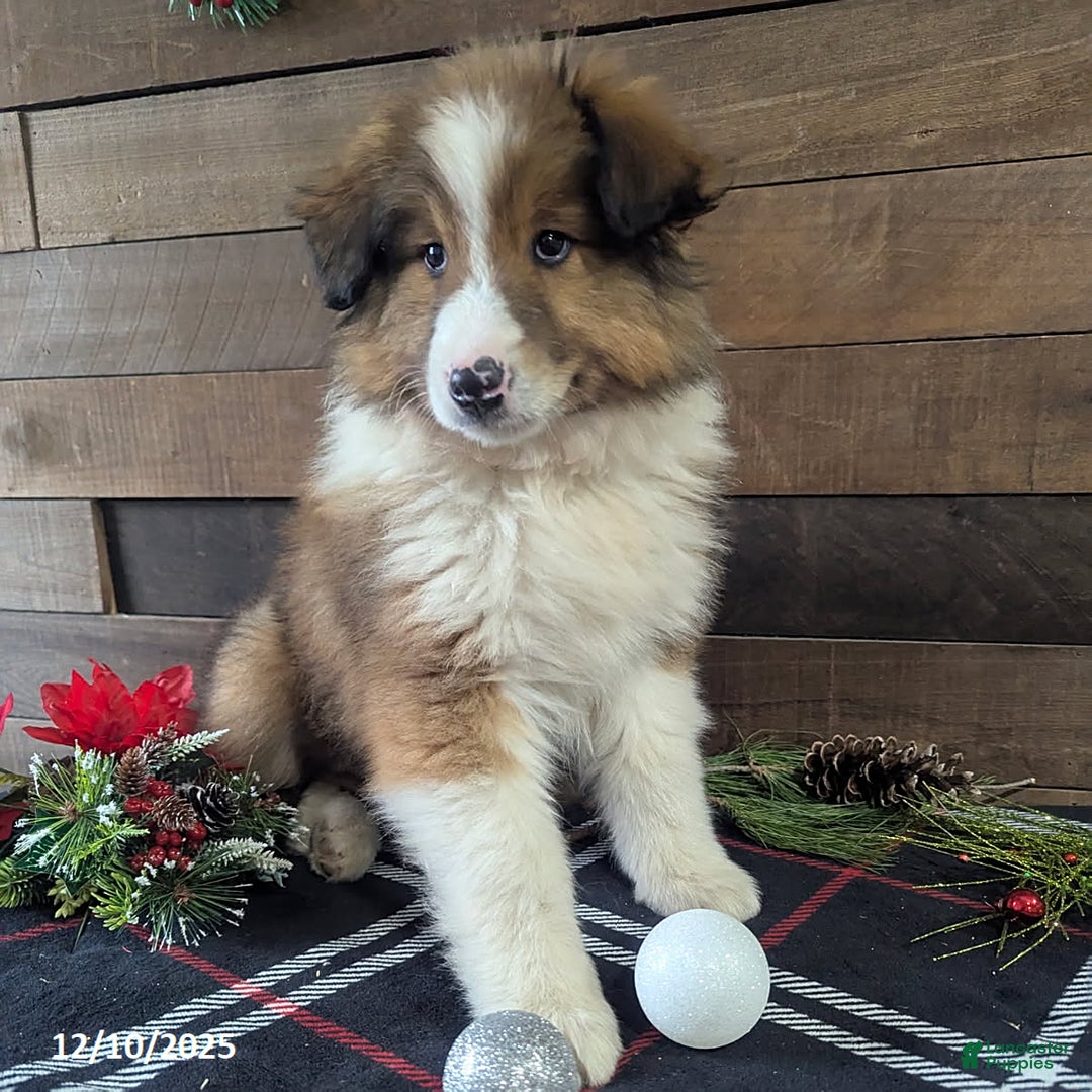 Mixed Breed dogs for sale: Benson - Ad 1