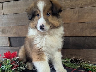 Mixed Breed dogs Benson - Ad 20