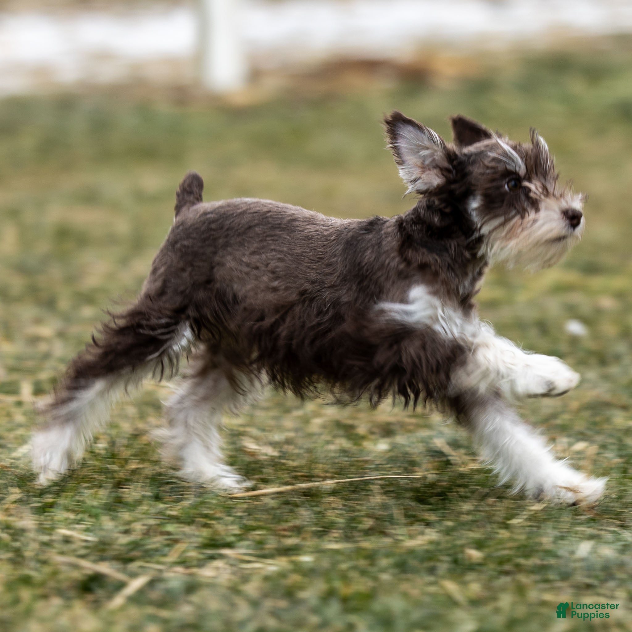 Miniature Schnauzer dogs Vicky - Ad 2