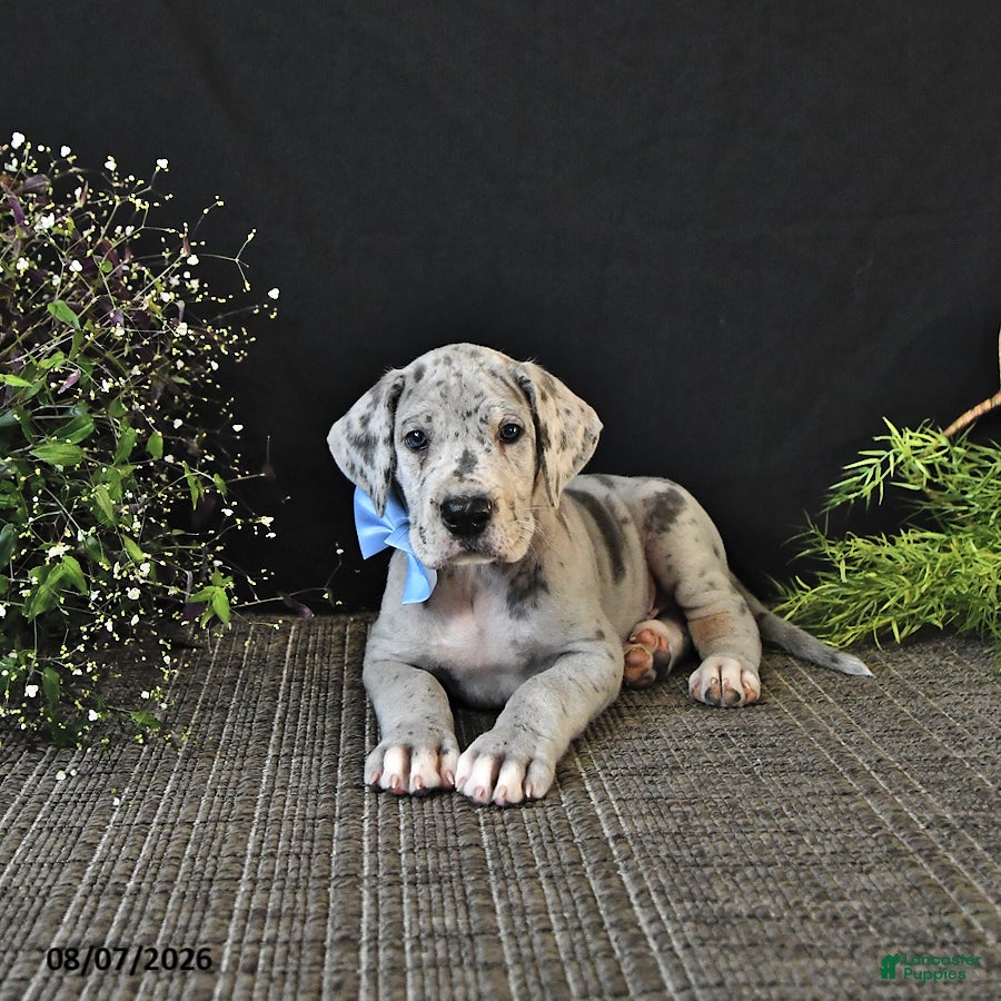 Great Dane dogs Bo  - Ad 2