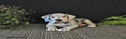 Great Dane dogs for sale: Bo  - Ad 2