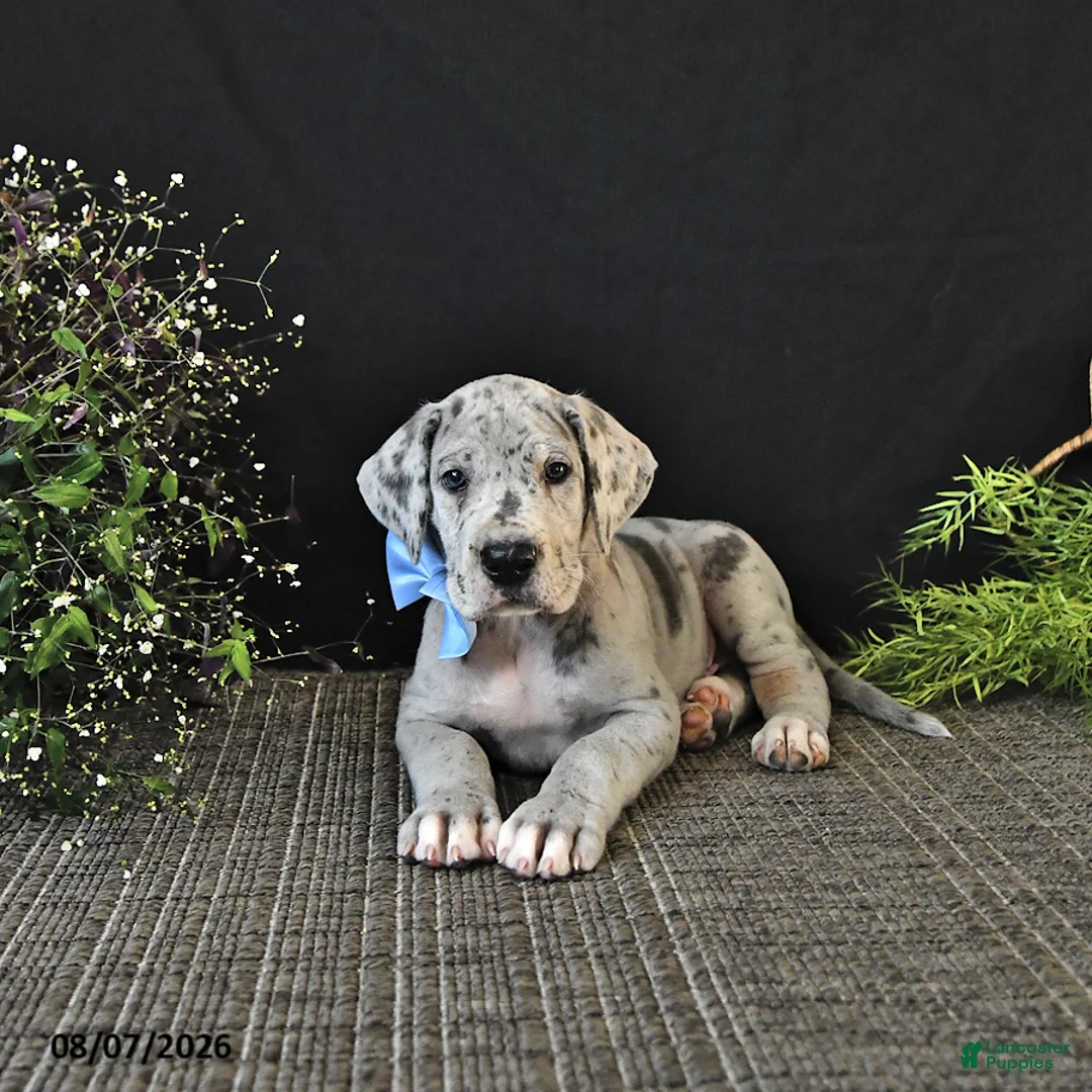 Great Dane dogs for sale: Bo  - Ad 2