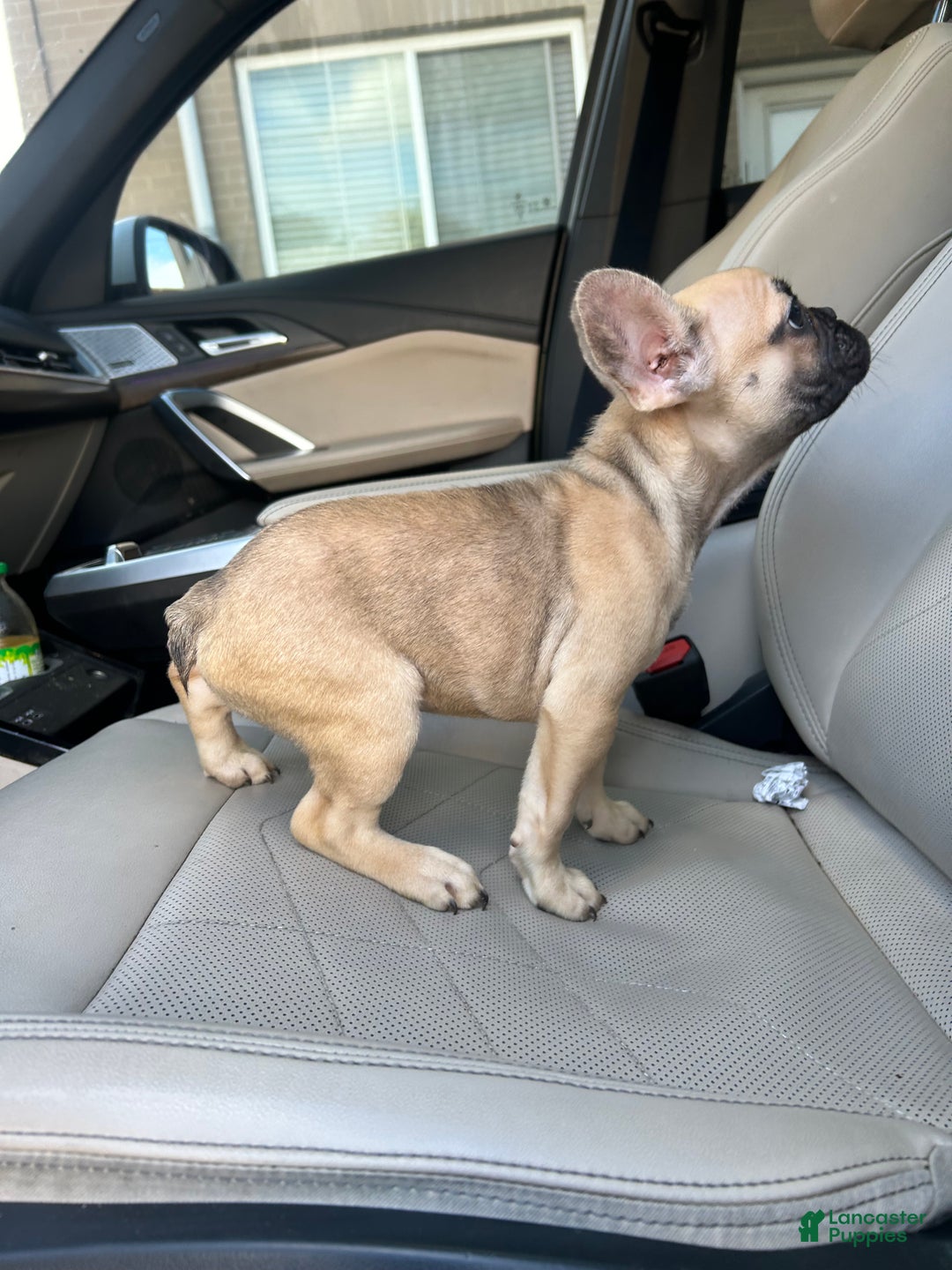 French Bulldog dogs for sale: Lola - Ad 10