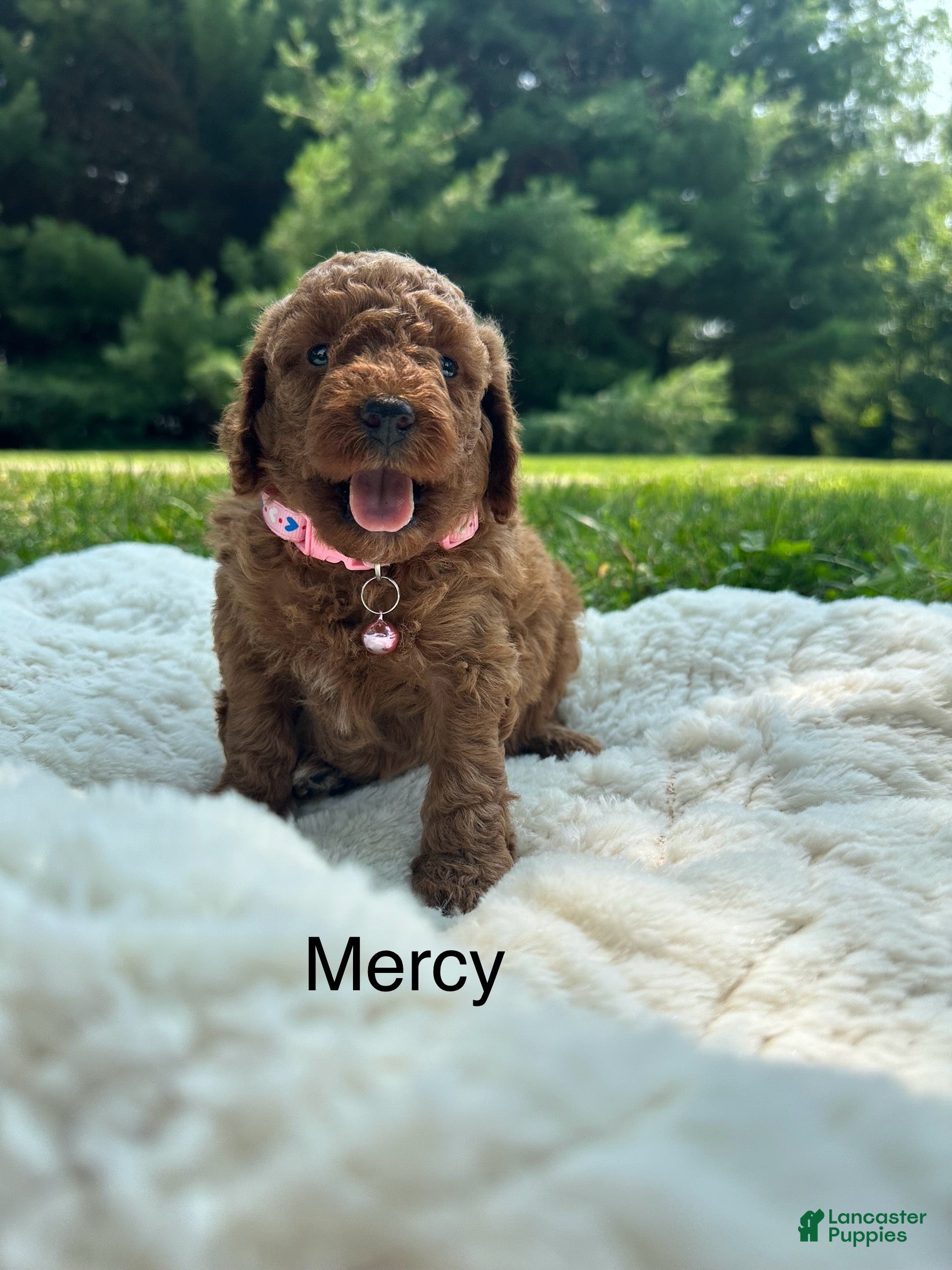 Miniature Poodle dogs for sale: Mercy - Ad 4