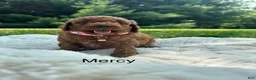 Miniature Poodle dogs for sale: Mercy - Ad 1