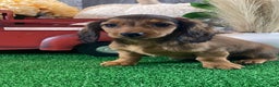 Dachshund dogs for sale: Dixie - Ad 1