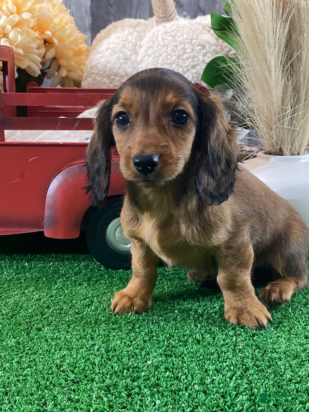 Dachshund dogs for sale: Dixie - Ad 1