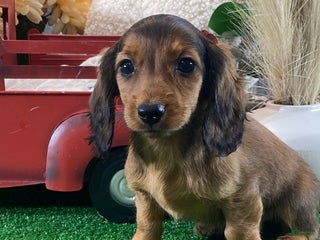 Dachshund dogs Dixie - Ad 40
