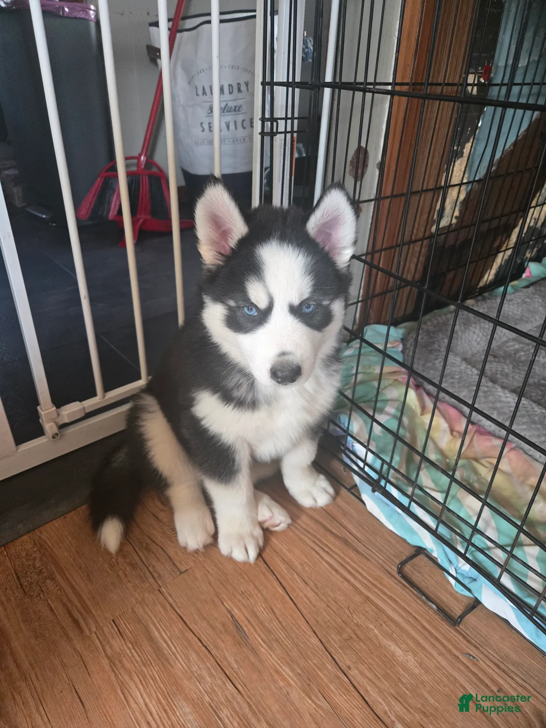 Siberian Husky dogs for sale: Buddy - Ad 1