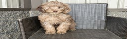 Mini Goldendoodle dogs for sale: Ezra - Ad 2