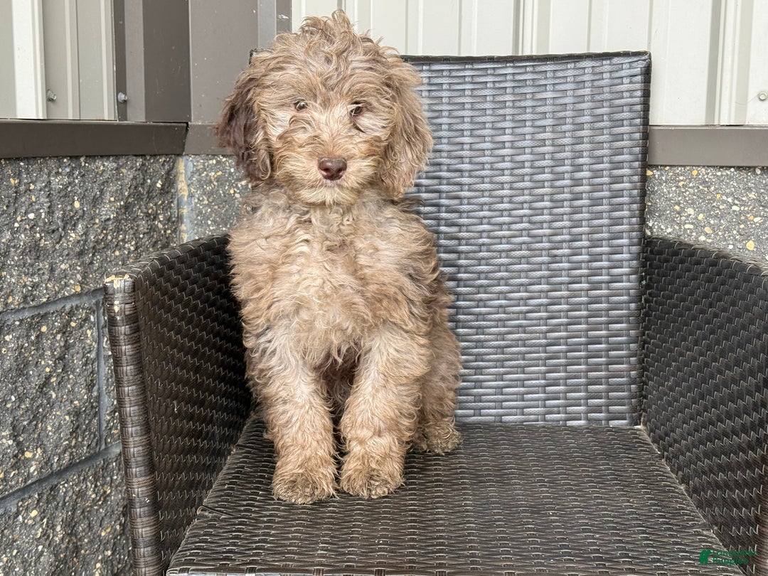 Mini Goldendoodle dogs for sale: Ezra - Ad 2
