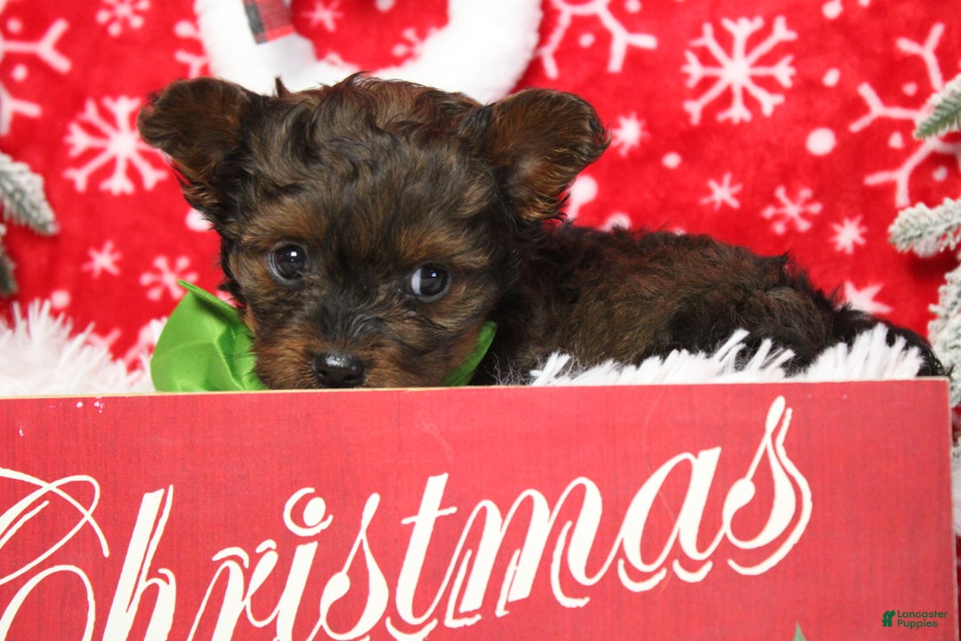 Yorkiepoo dogs for sale: Maize - Ad 5