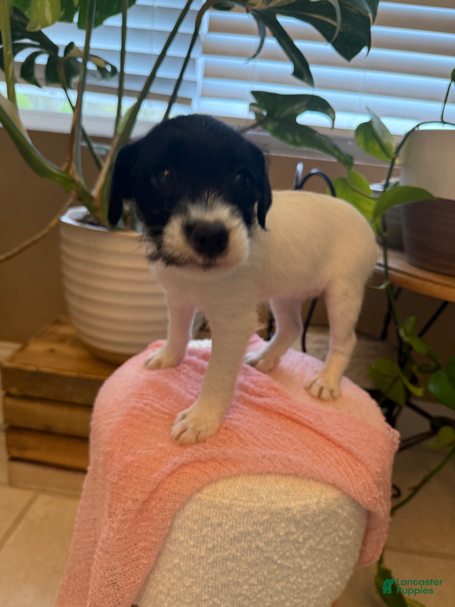 Jack Russell Terrier dogs Jrtca Daisy - Ad 1