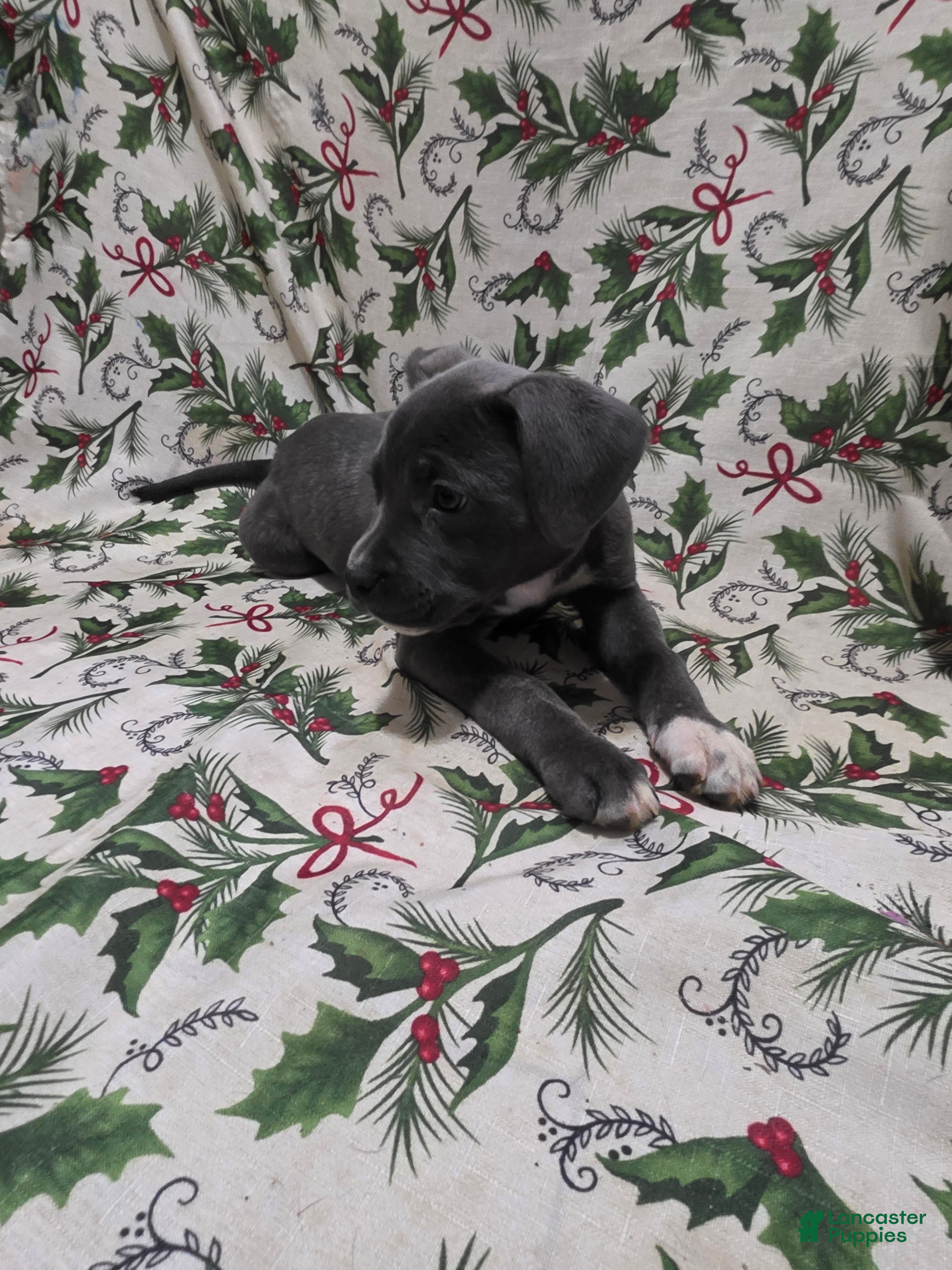 Mixed Breed dogs Artemis - Ad 27