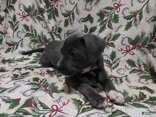 Mixed Breed dogs Artemis - Ad 35