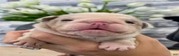 English Bulldog dogs for sale: ELOISE - Ad 15