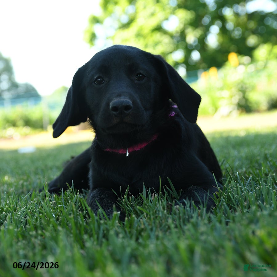 Labrador Retriever dogs Lady  - Ad 2