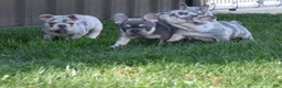 French Bulldog dogs for sale: Trixie - Ad 26