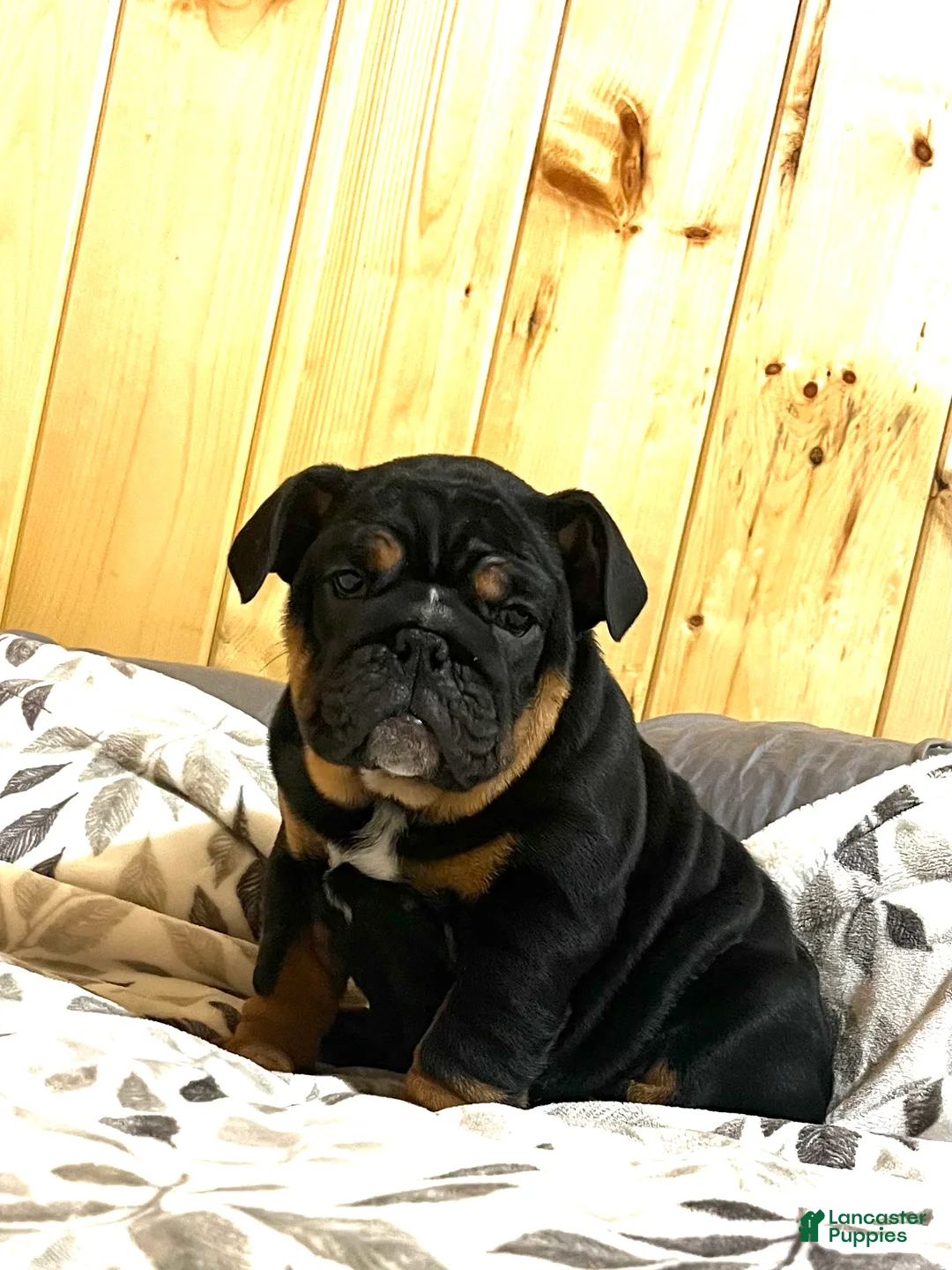 English Bulldog dogs for sale: Grace - Ad 3