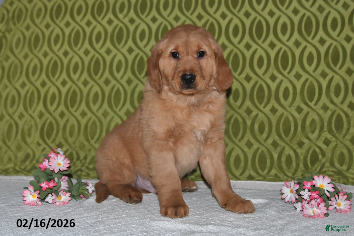 Golden Retriever dogs Ozark - Ad 1