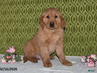 Golden Retriever dogs for sale: Ozark - Ad 4