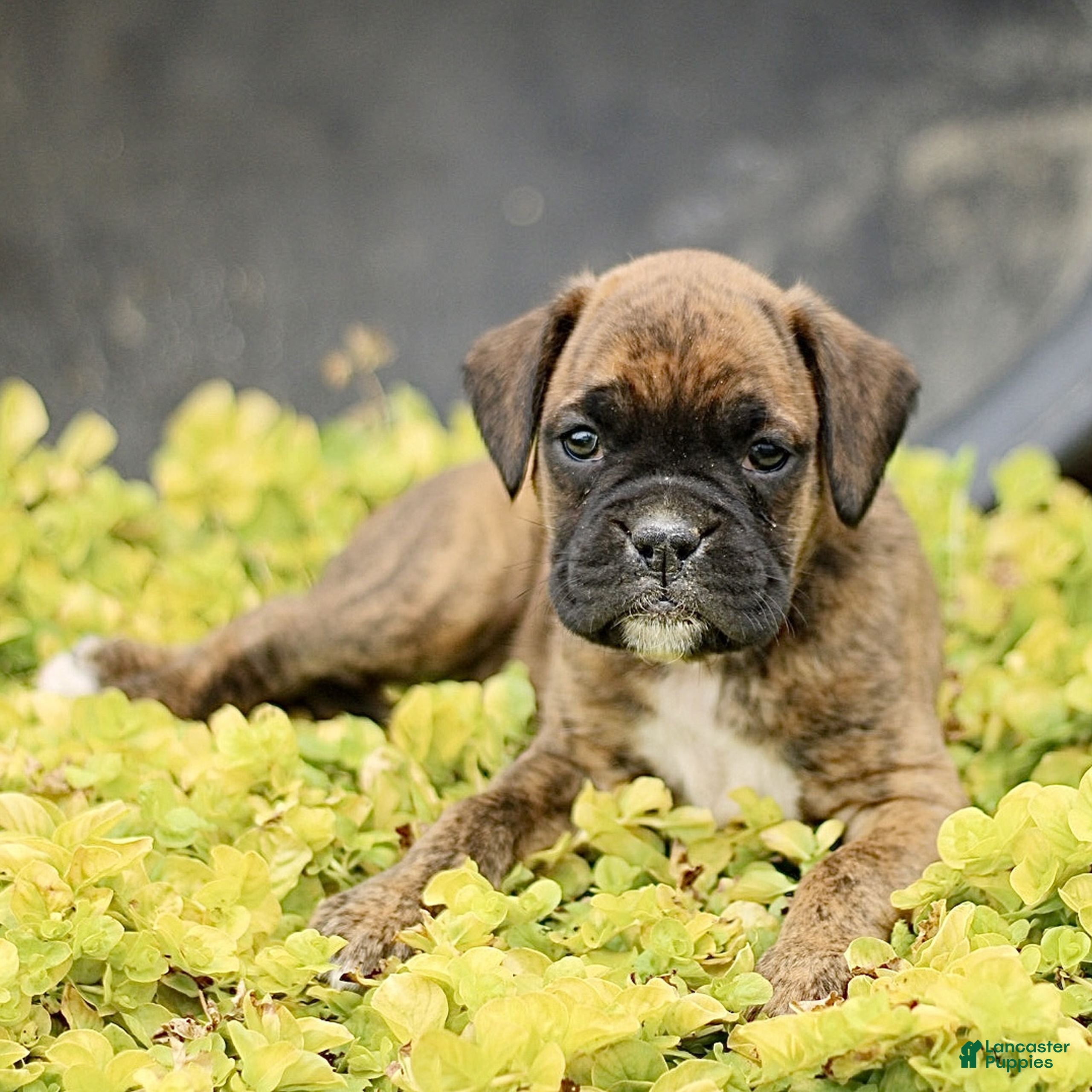 Boxer dogs Turner  - Ad 1