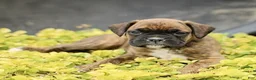 Boxer dogs for sale: Turner  - Ad 1