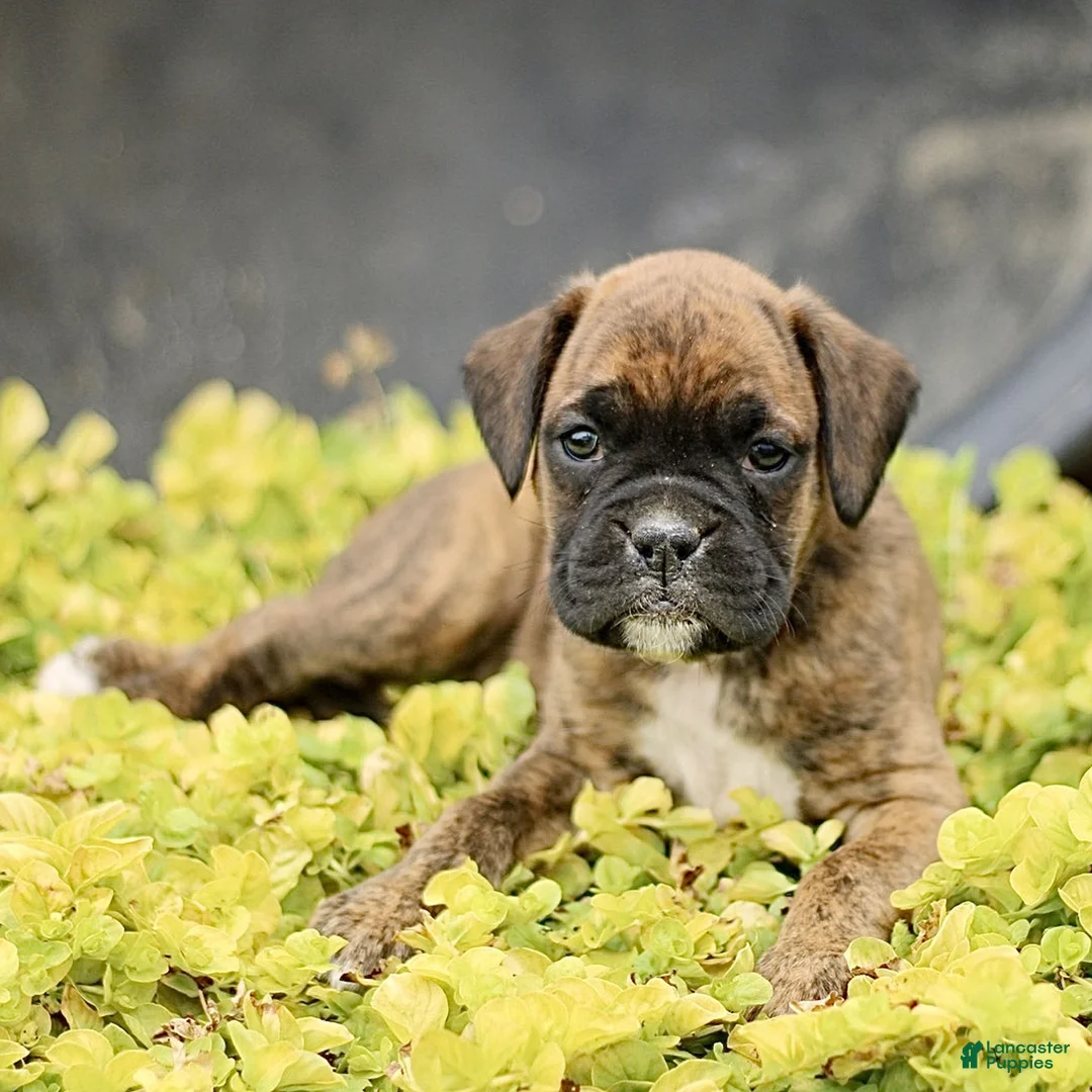 Boxer dogs for sale: Turner  - Ad 1