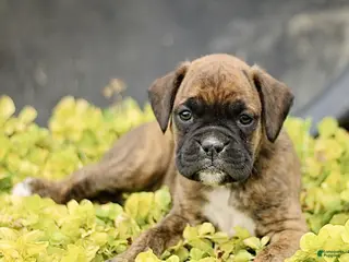Boxer dogs for sale: Turner - Ad 3