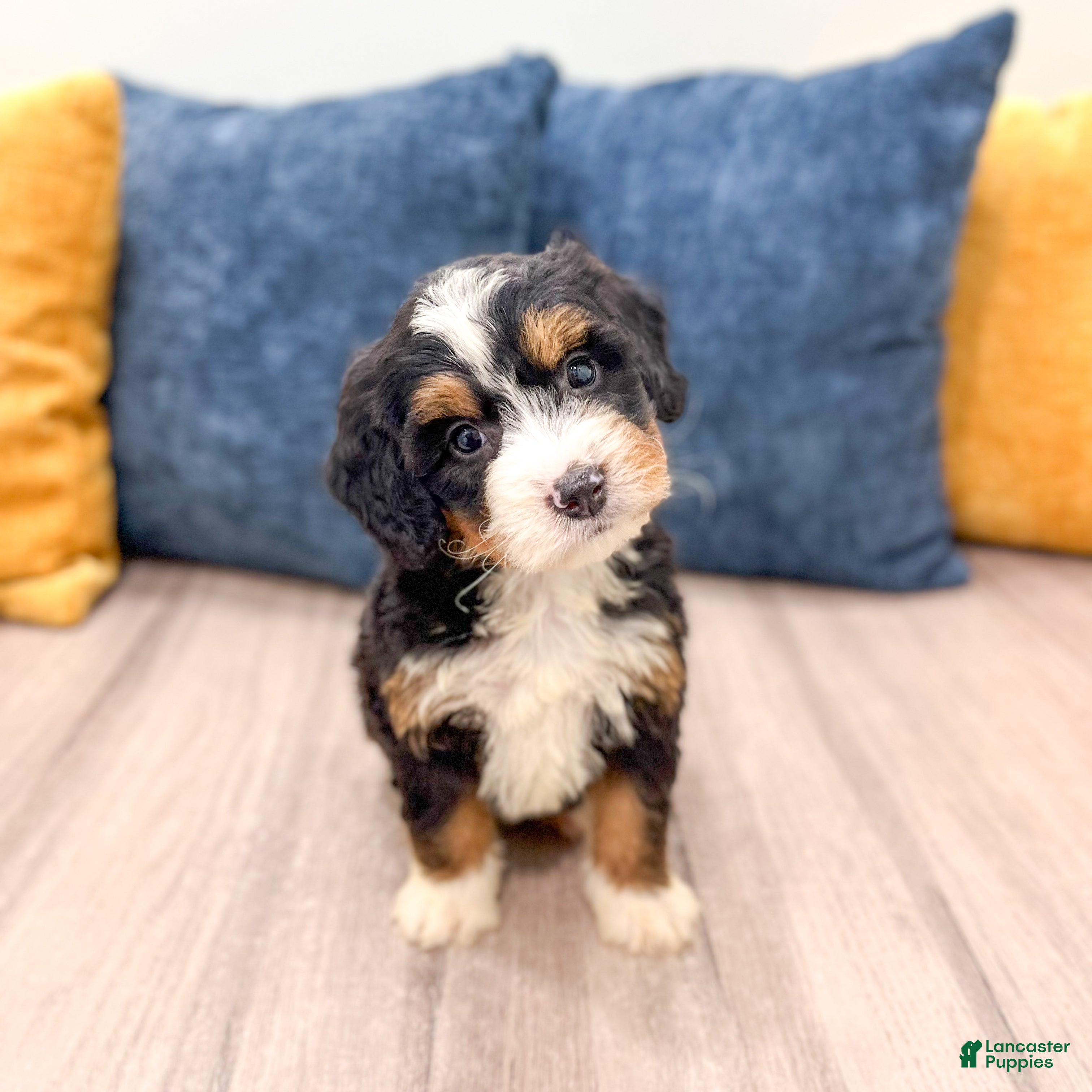 Mini Bernedoodle dogs for sale: Stella - Ad 2