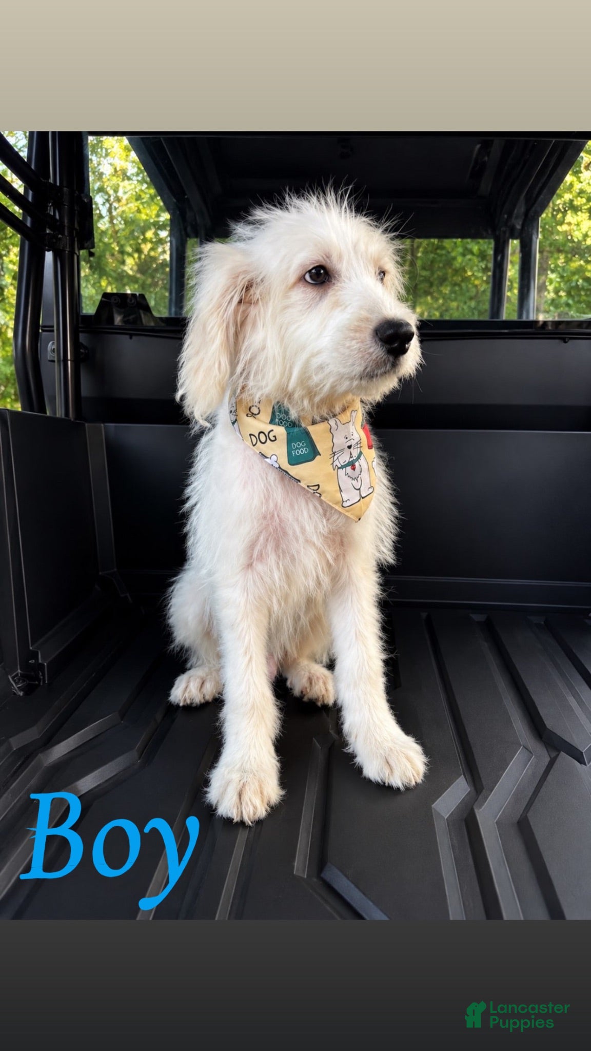 Mixed Breed dogs Mixed Breed 1 - Ad 1