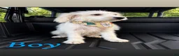 Mixed Breed dogs for sale: Mixed Breed 1 - Ad 1