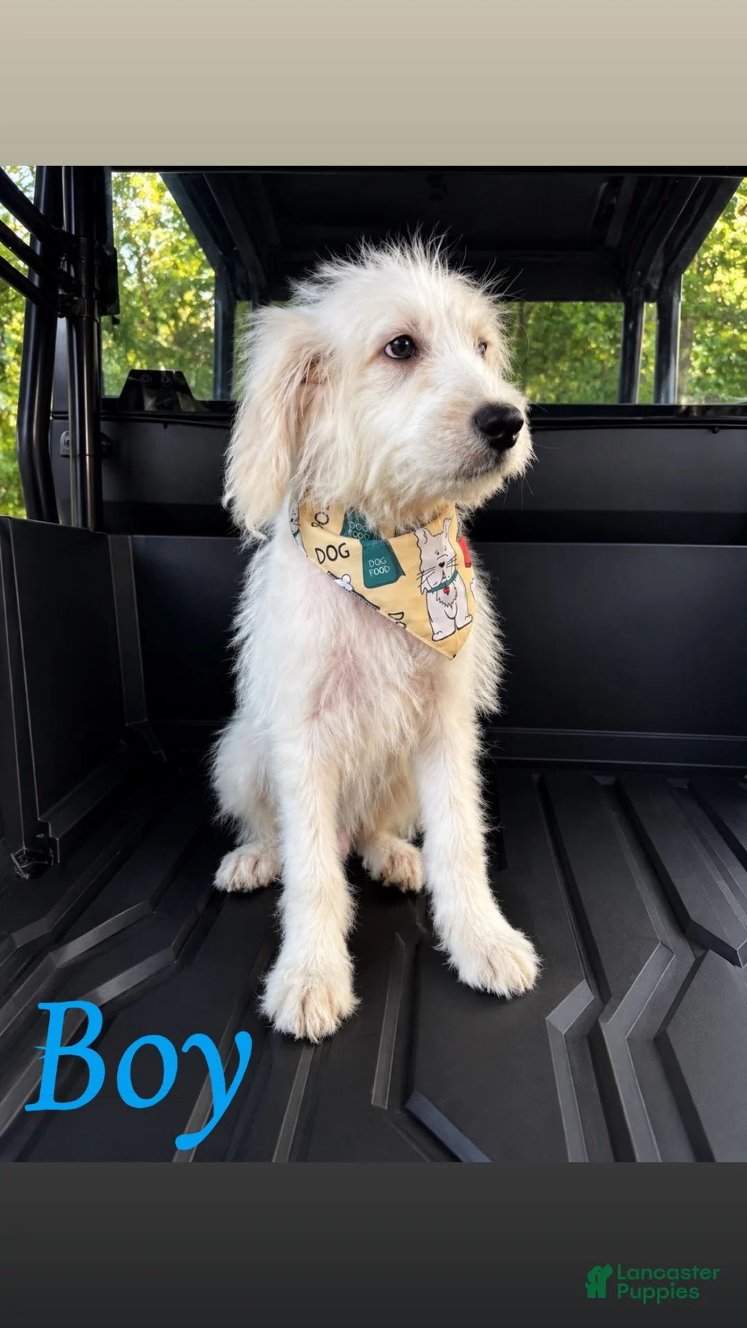 Mixed Breed dogs for sale: Mixed Breed 1 - Ad 1